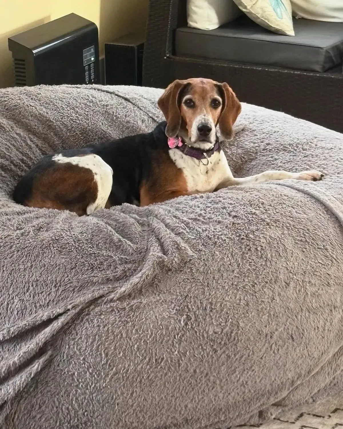 Beagle lying on a gray dog bed indoors