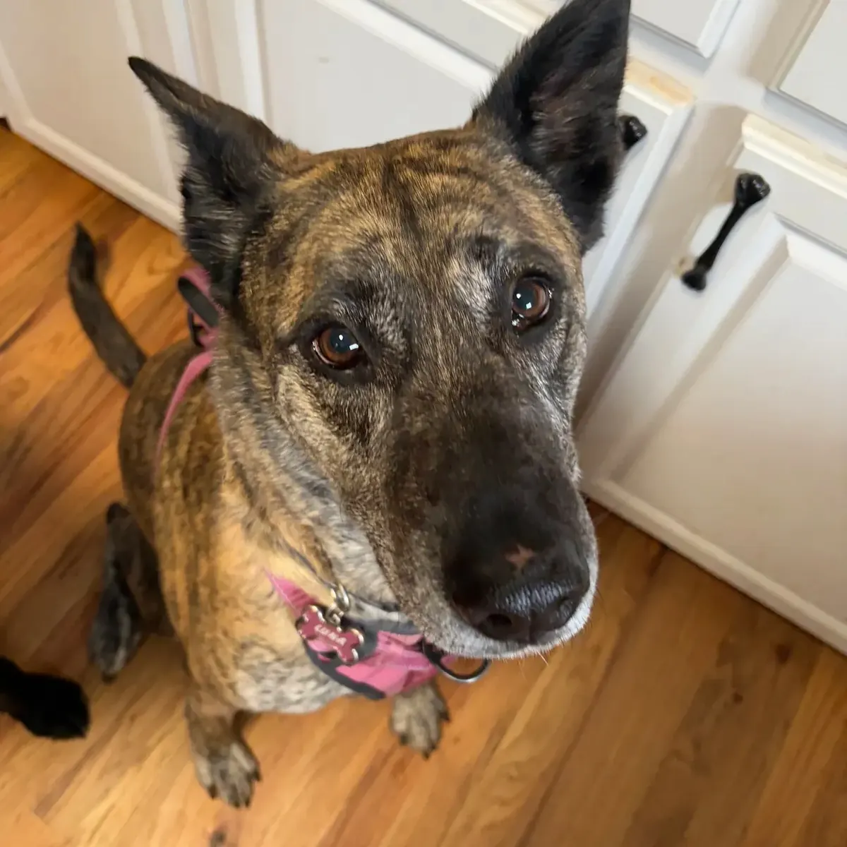 Brindle dog looking up indoors beside a white door