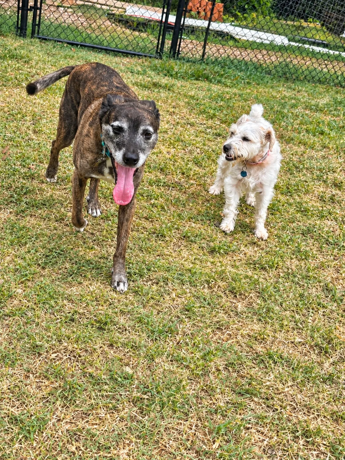Brindle dog and small white dog standing together on the grass