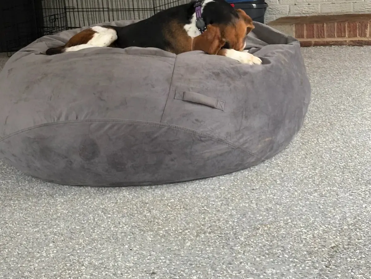 Brown and white dog lying on a gray dog bed