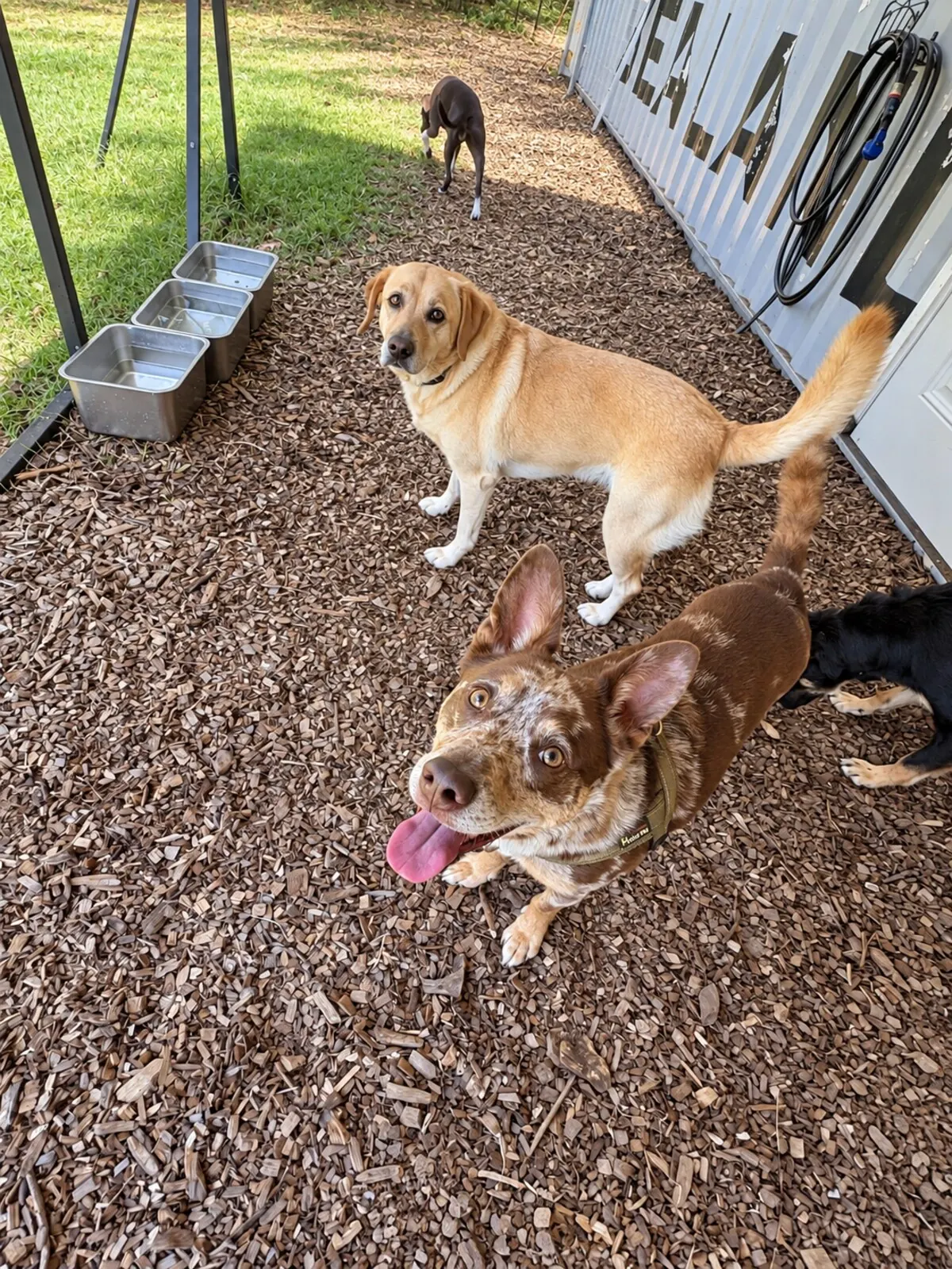 Dogs standing in a mulched run beside the boarding building