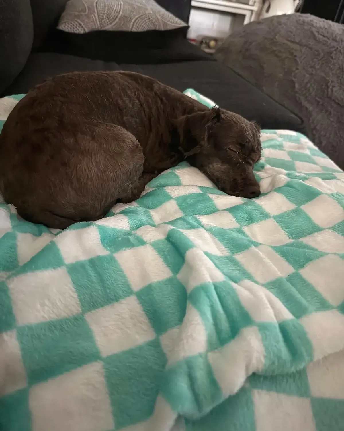 Chocolate-colored dog sleeping on a checkered blanket
