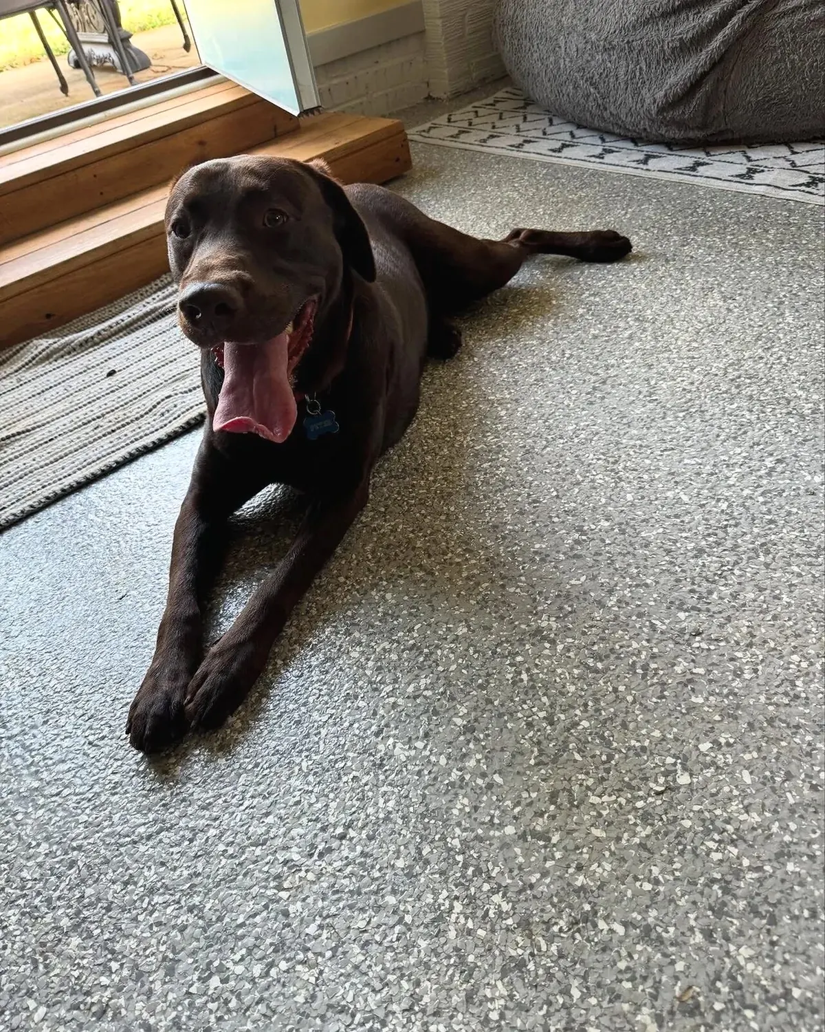 Chocolate-colored dog yawning while lying on the floor indoors