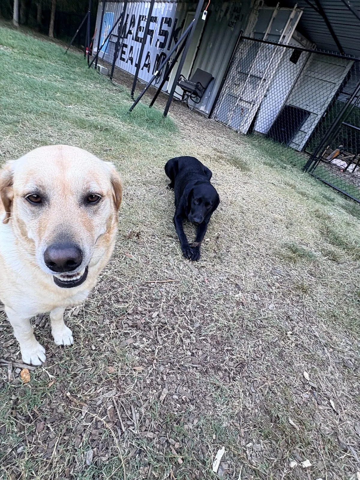 Tan dog and black dog walking beside the boarding buildings