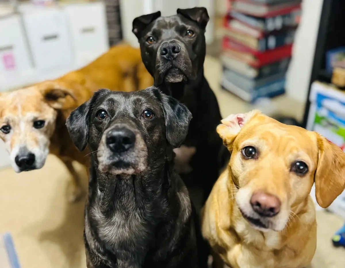 Four dogs gathered together for an indoor portrait