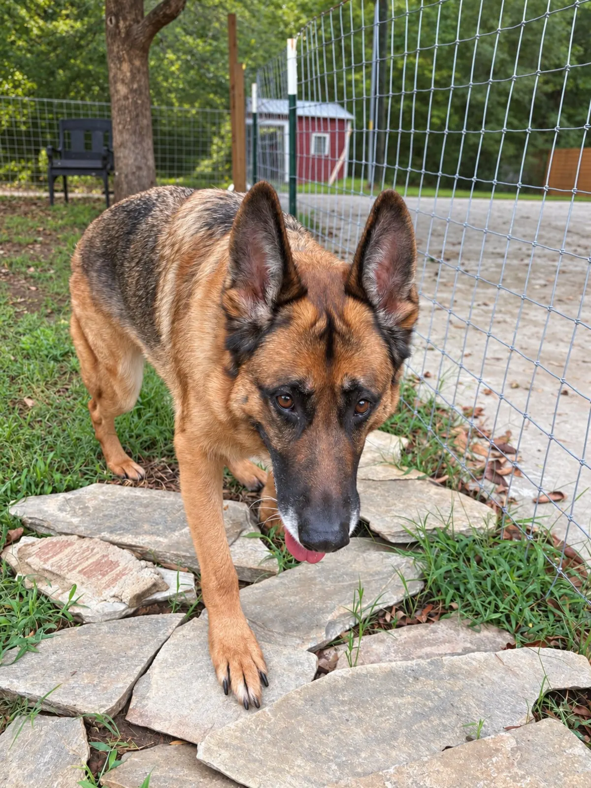 German Shepherd walking beside the play yard fence