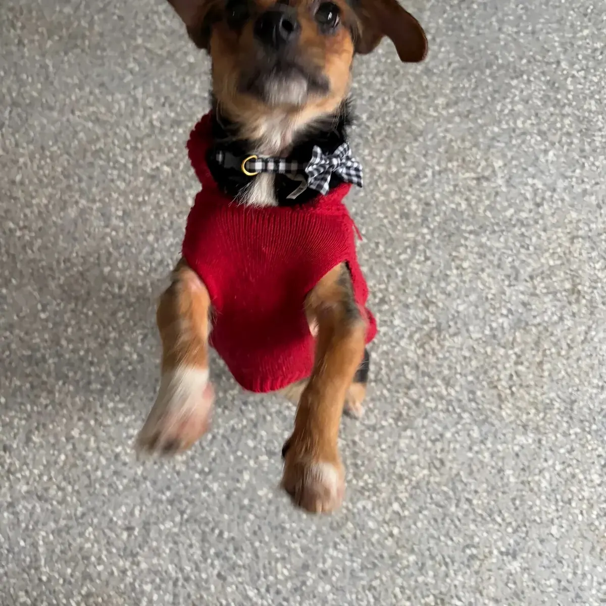 Small dog in a red sweater standing on its hind legs