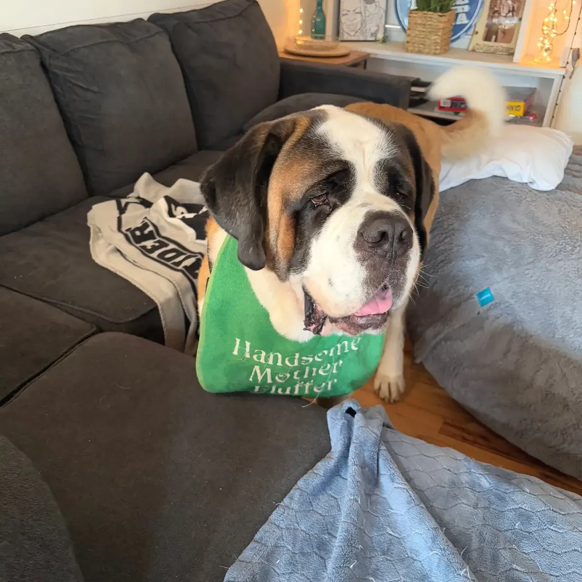 Saint Bernard wearing a green bib indoors