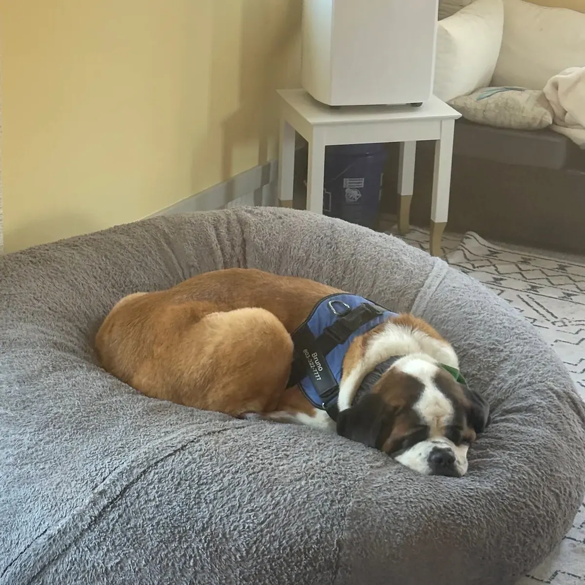 Beagle sleeping on a large gray dog bed