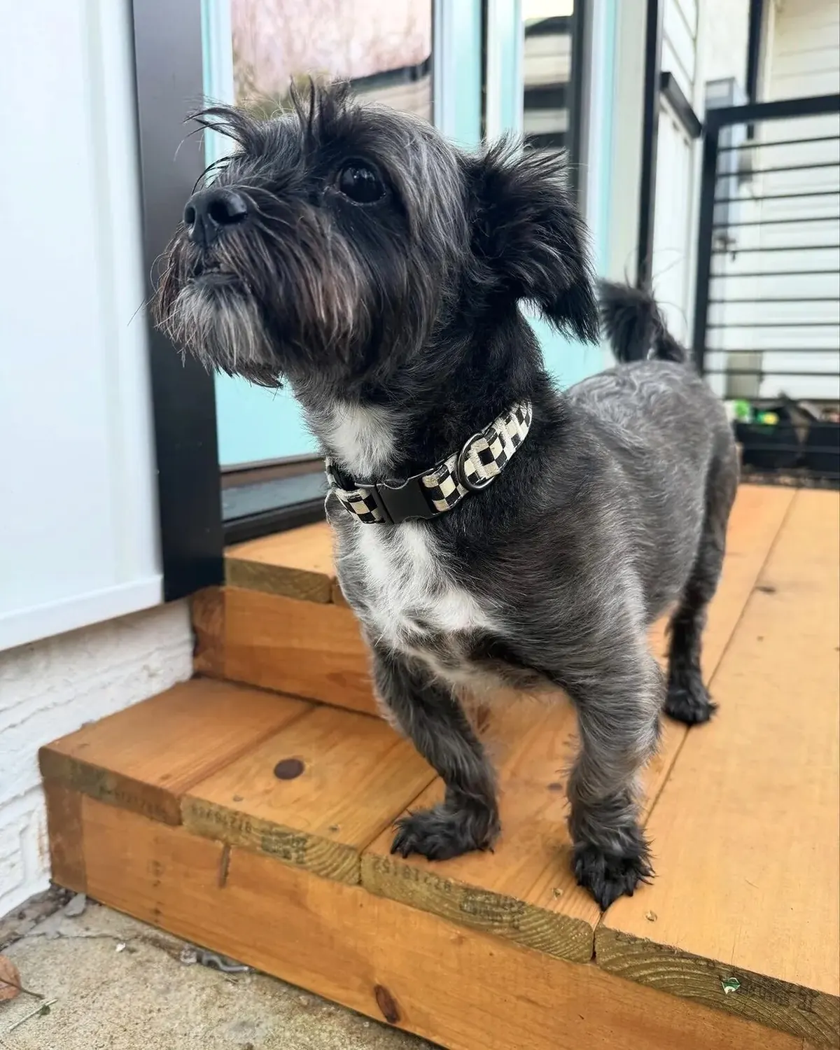 Small black and tan dog standing in a doorway