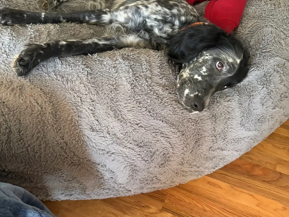 Black and white speckled dog resting on a gray bed