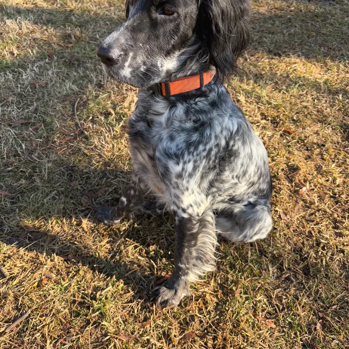 Black and white speckled dog sitting outside by a fence