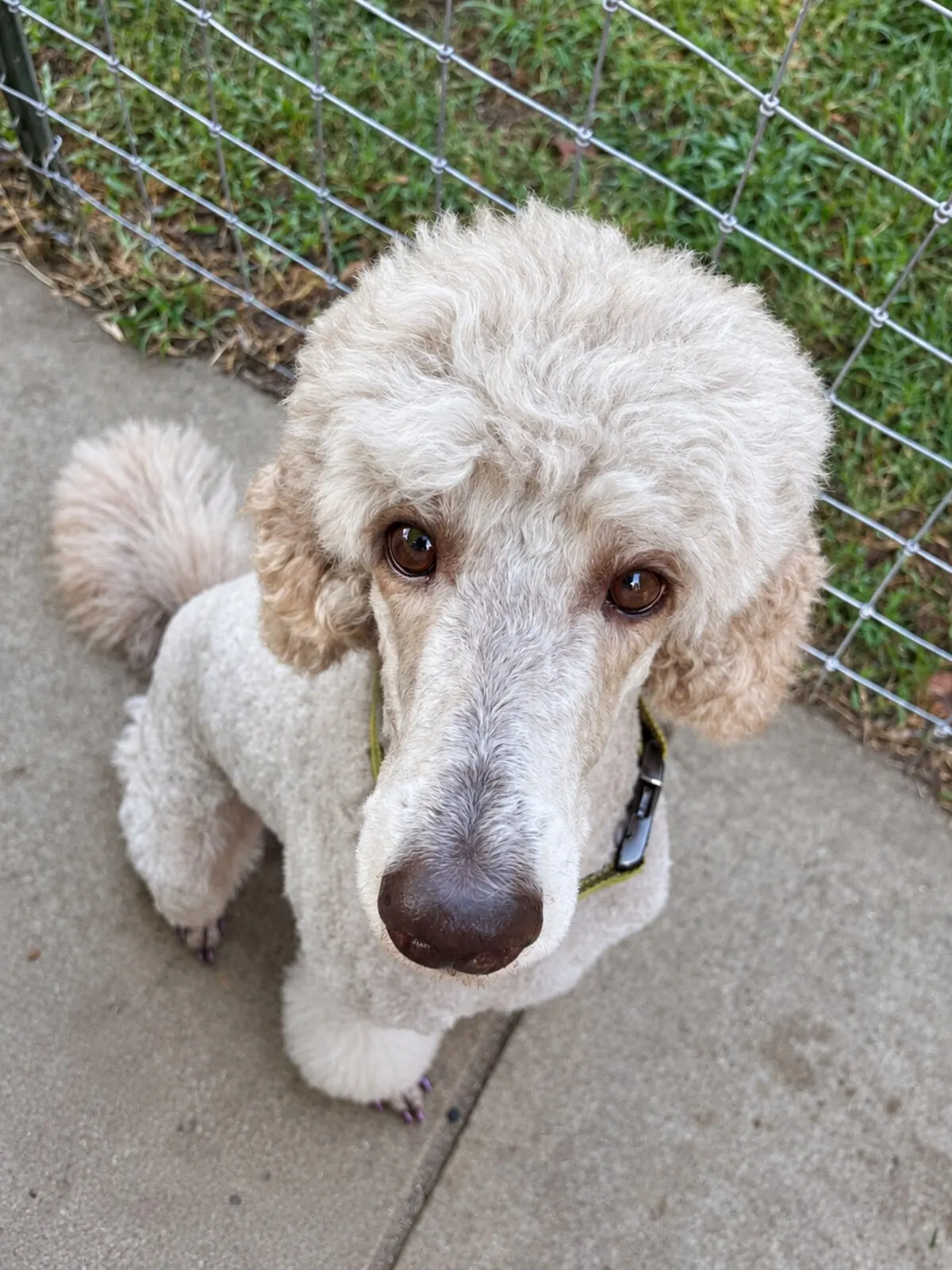White standard poodle looking toward the camera beside the play yard