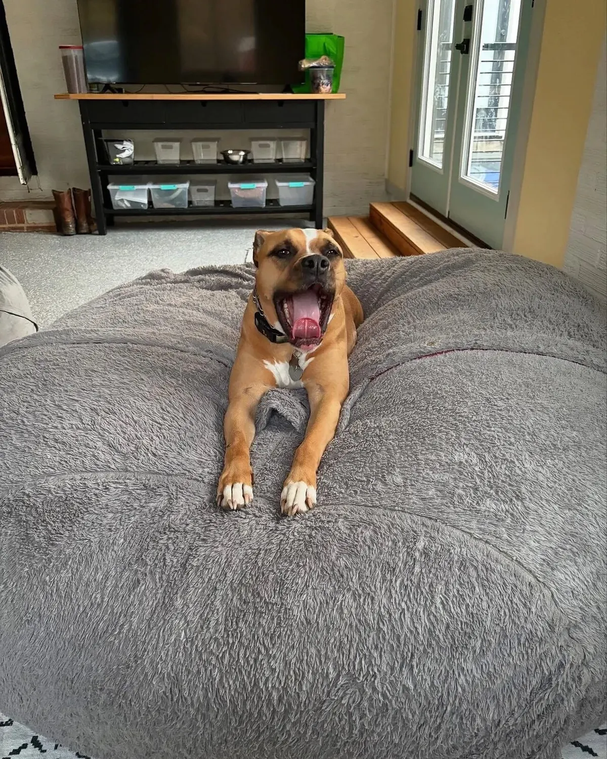Tan dog standing beside a gray dog bed indoors