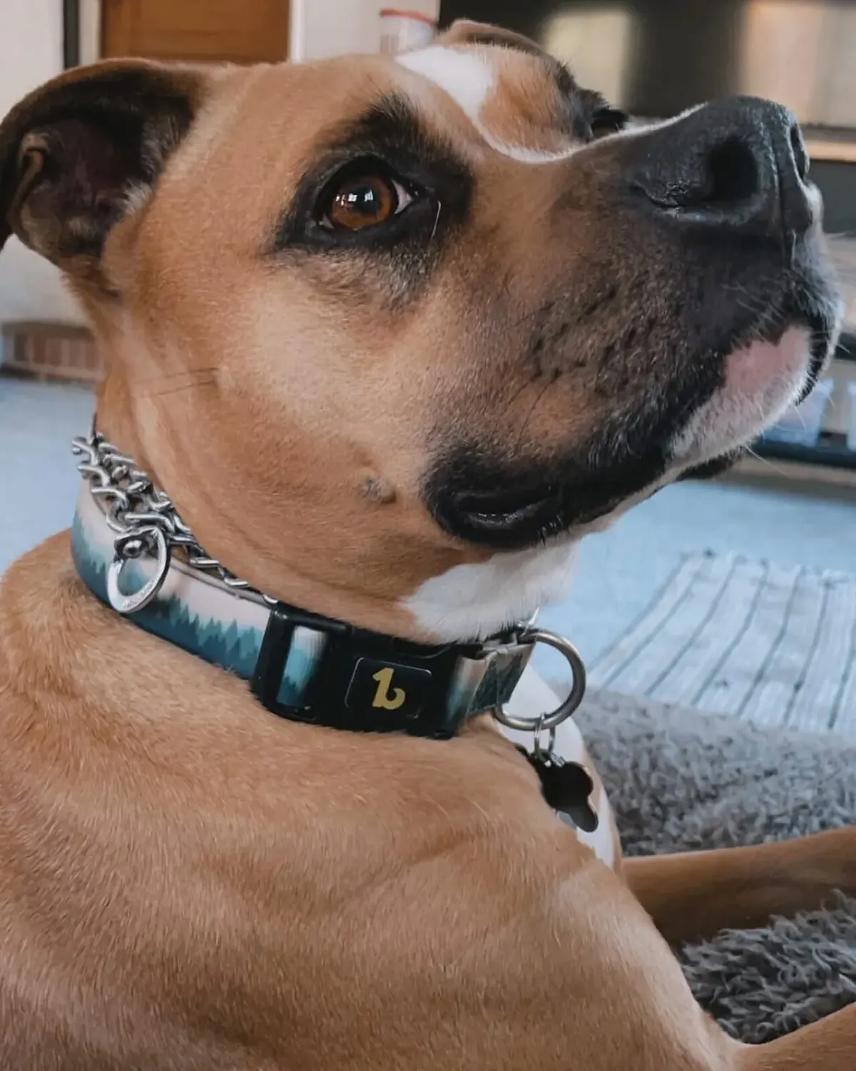Close-up of a tan dog looking upward indoors