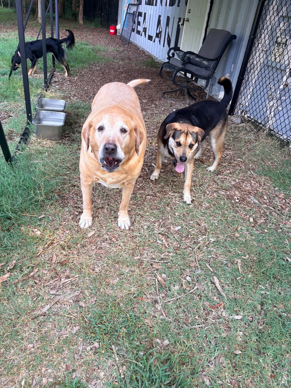 Tan dog and black-and-tan dog standing near a boarding building