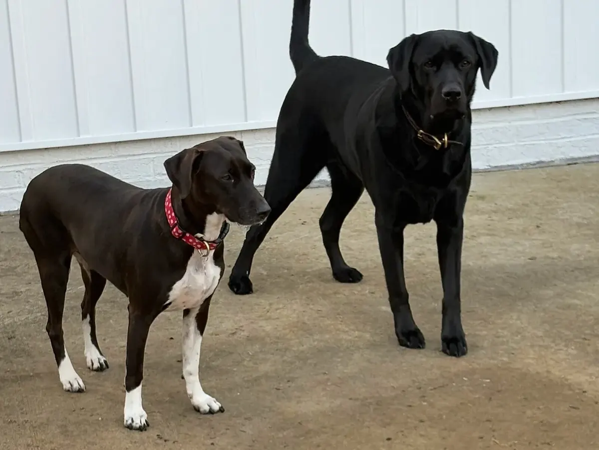 Brown and white dog and black dog standing indoors