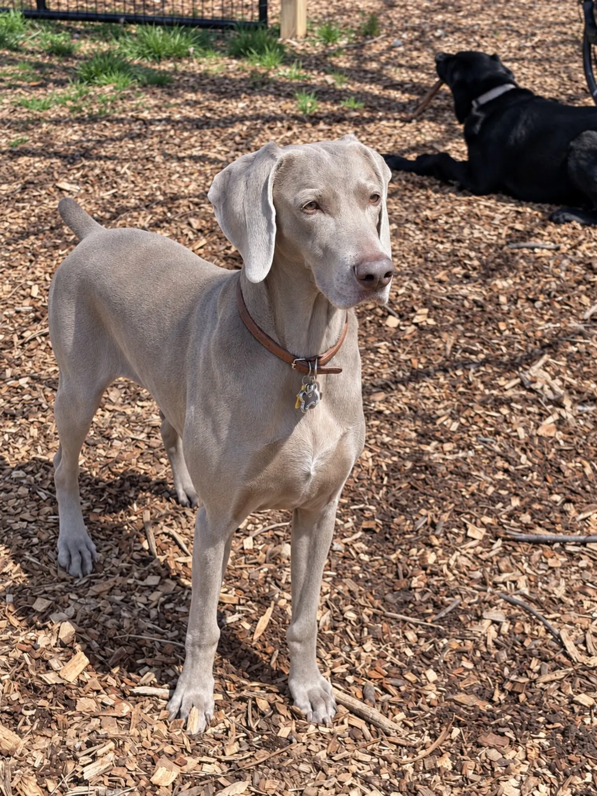 Weimaraner standing in the fenced outdoor play yard
