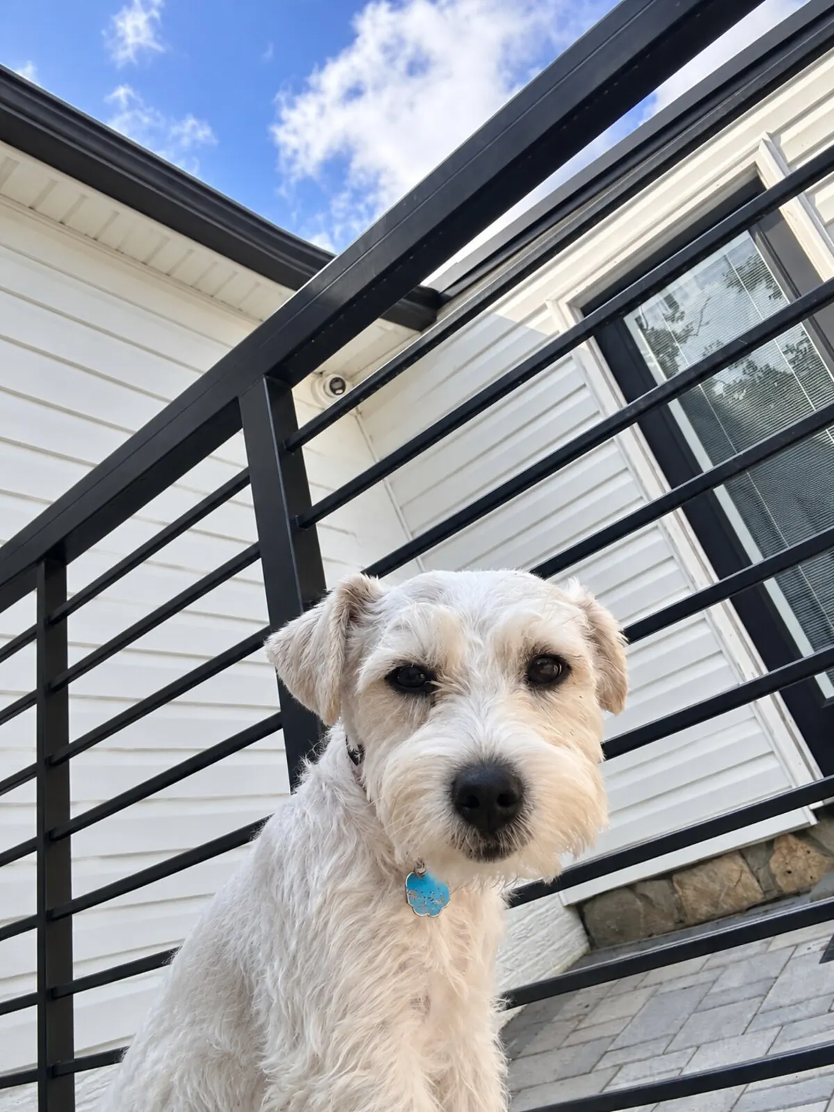 Small white dog standing beside a black patio railing