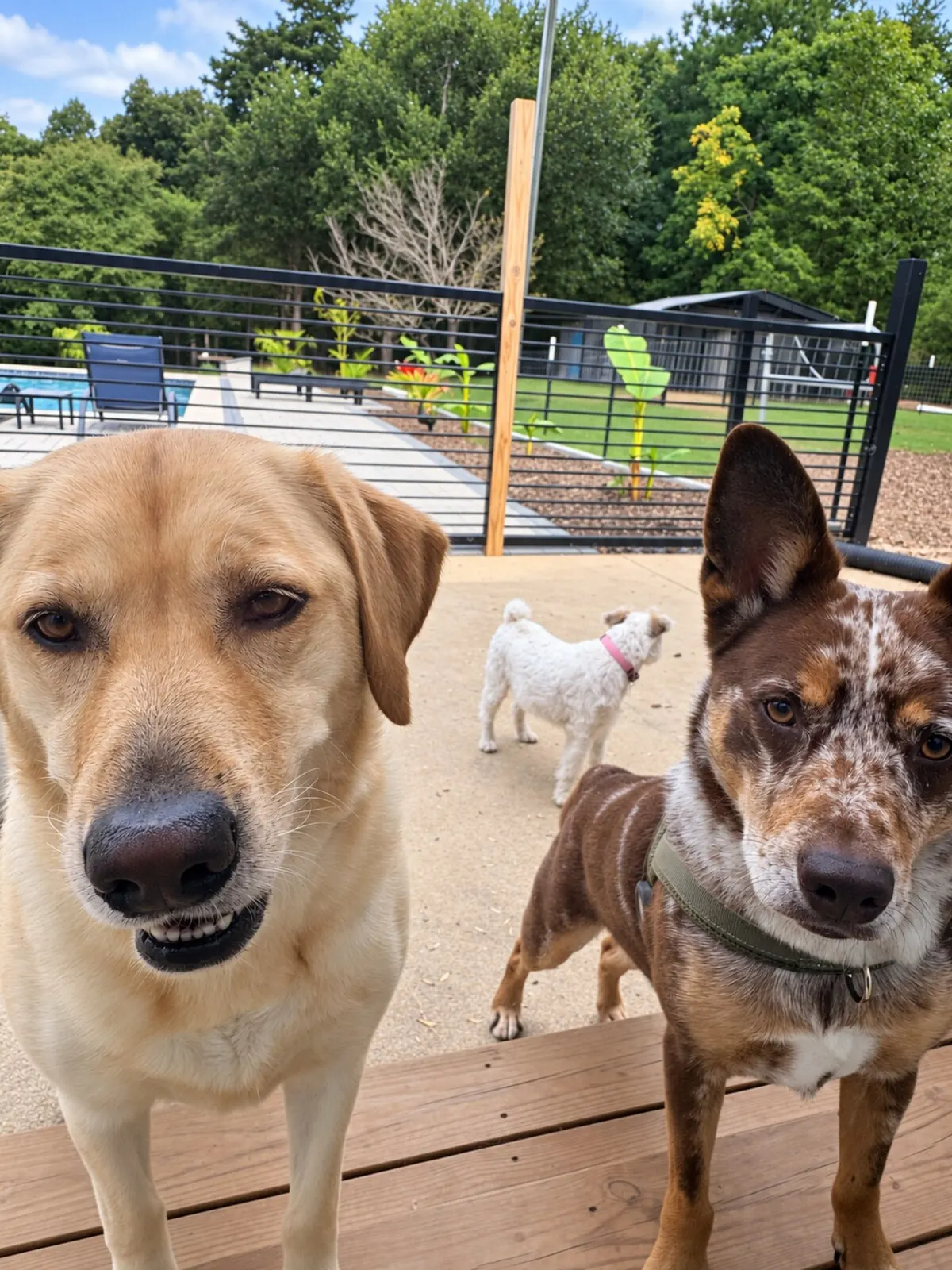 Tan dog and brindle dog by the yard gate with a small white dog behind them
