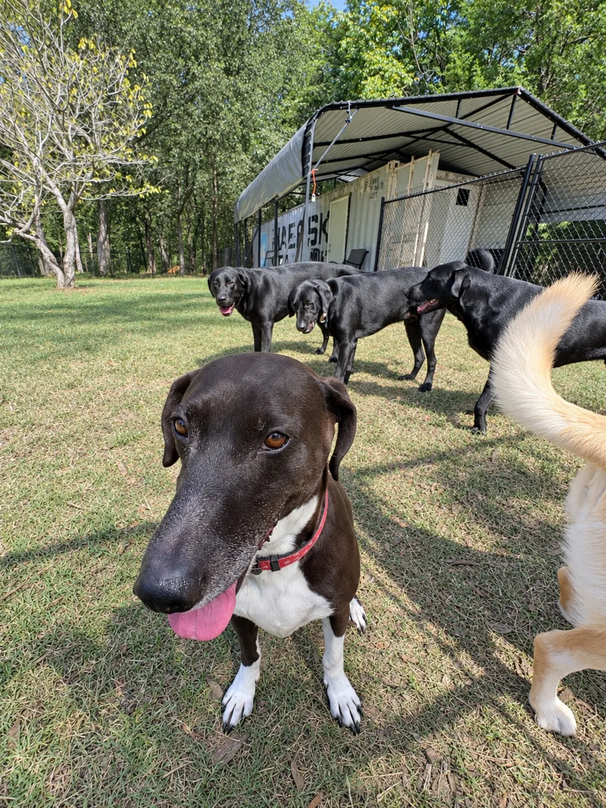 Dark dog in the foreground with other dogs near the fenced yard building