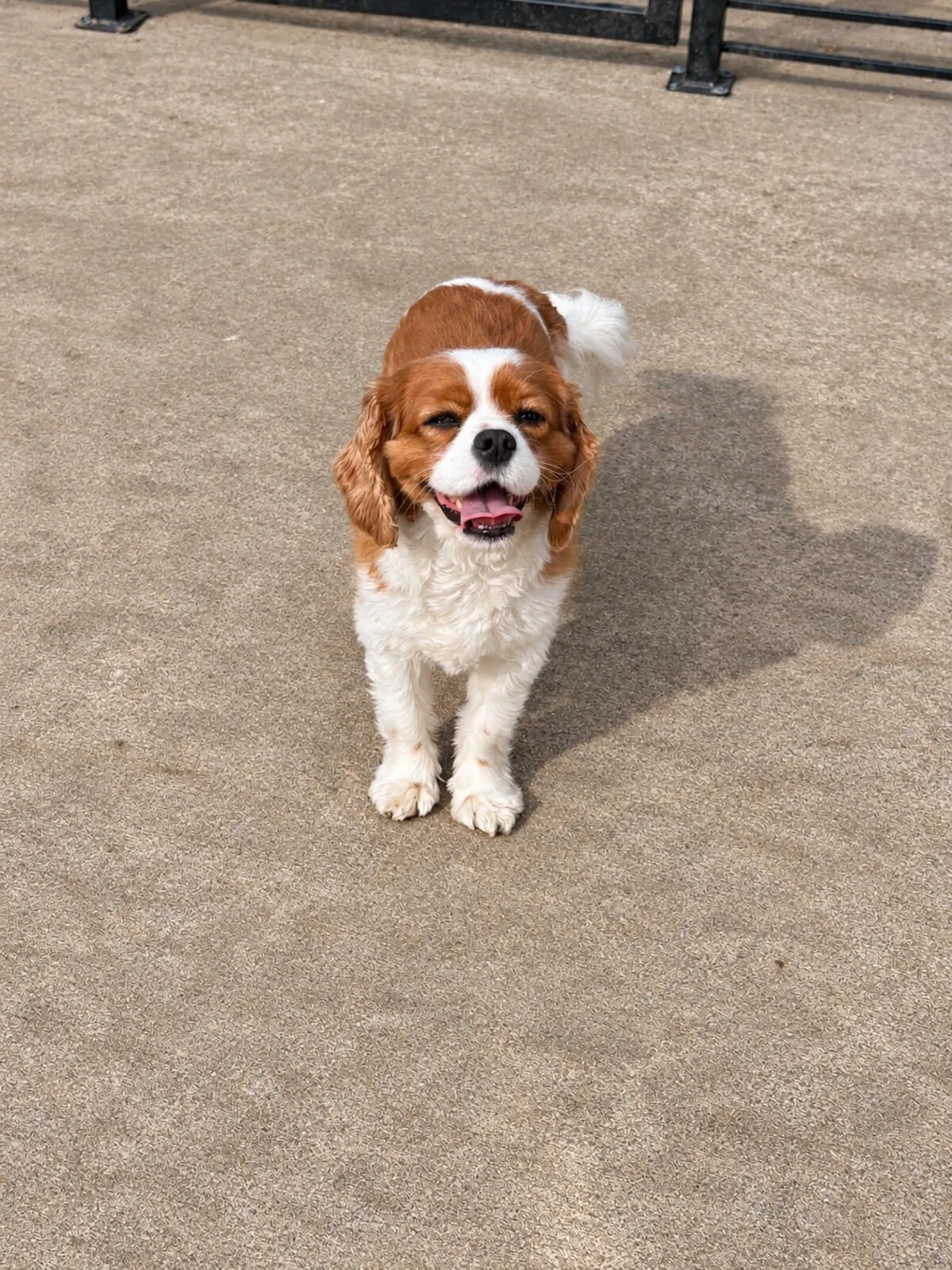 Cavalier King Charles Spaniel walking outdoors