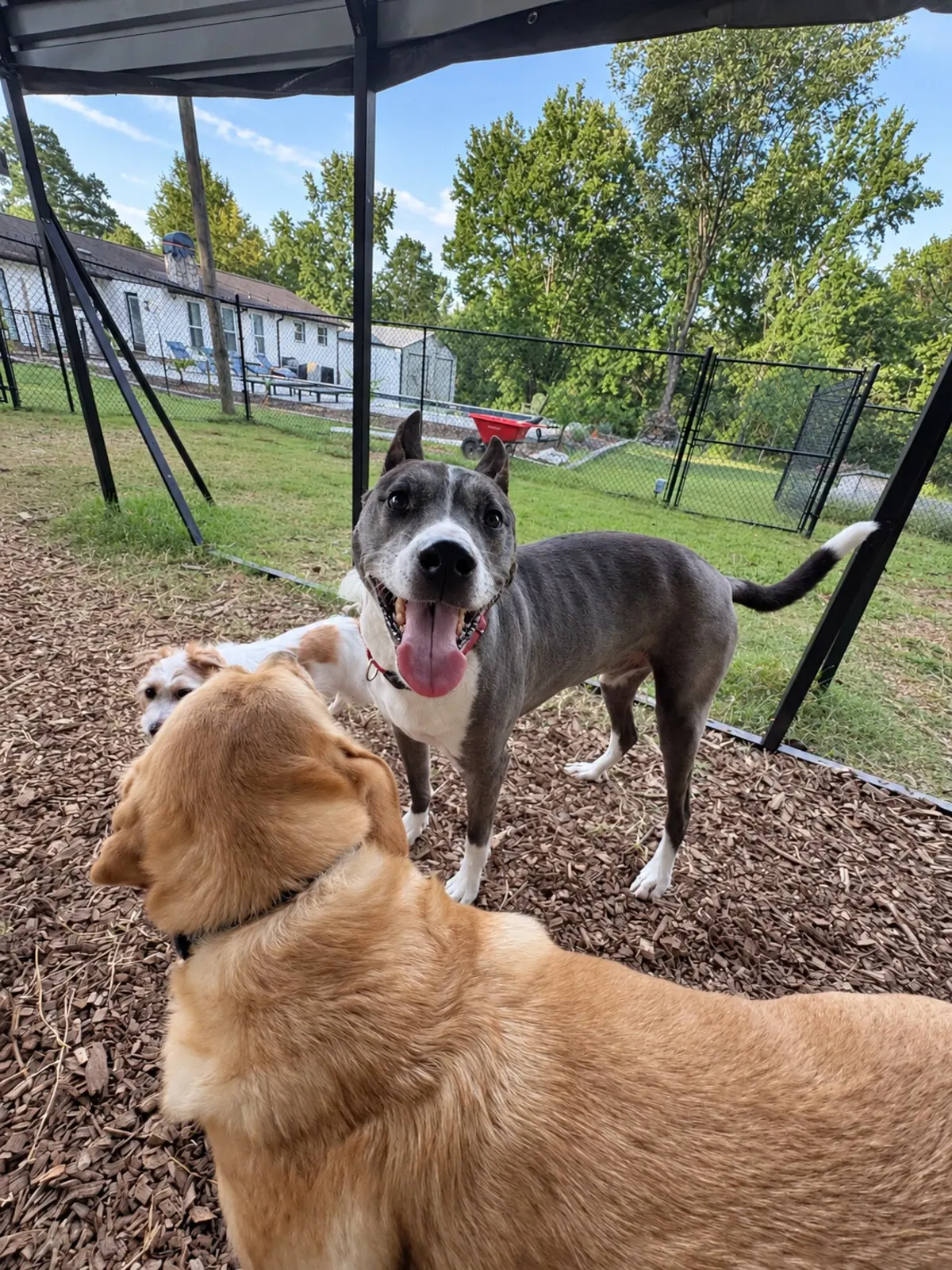 Gray and tan dogs playing under a shade canopy in the fenced yard