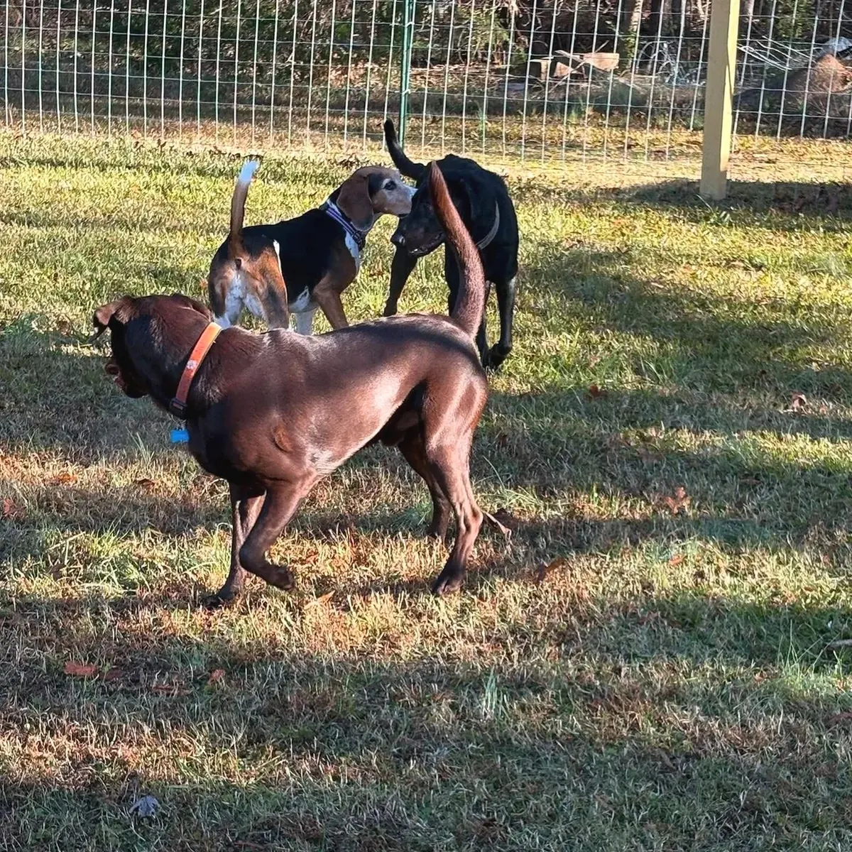 Three dogs playing together in a grassy fenced yard