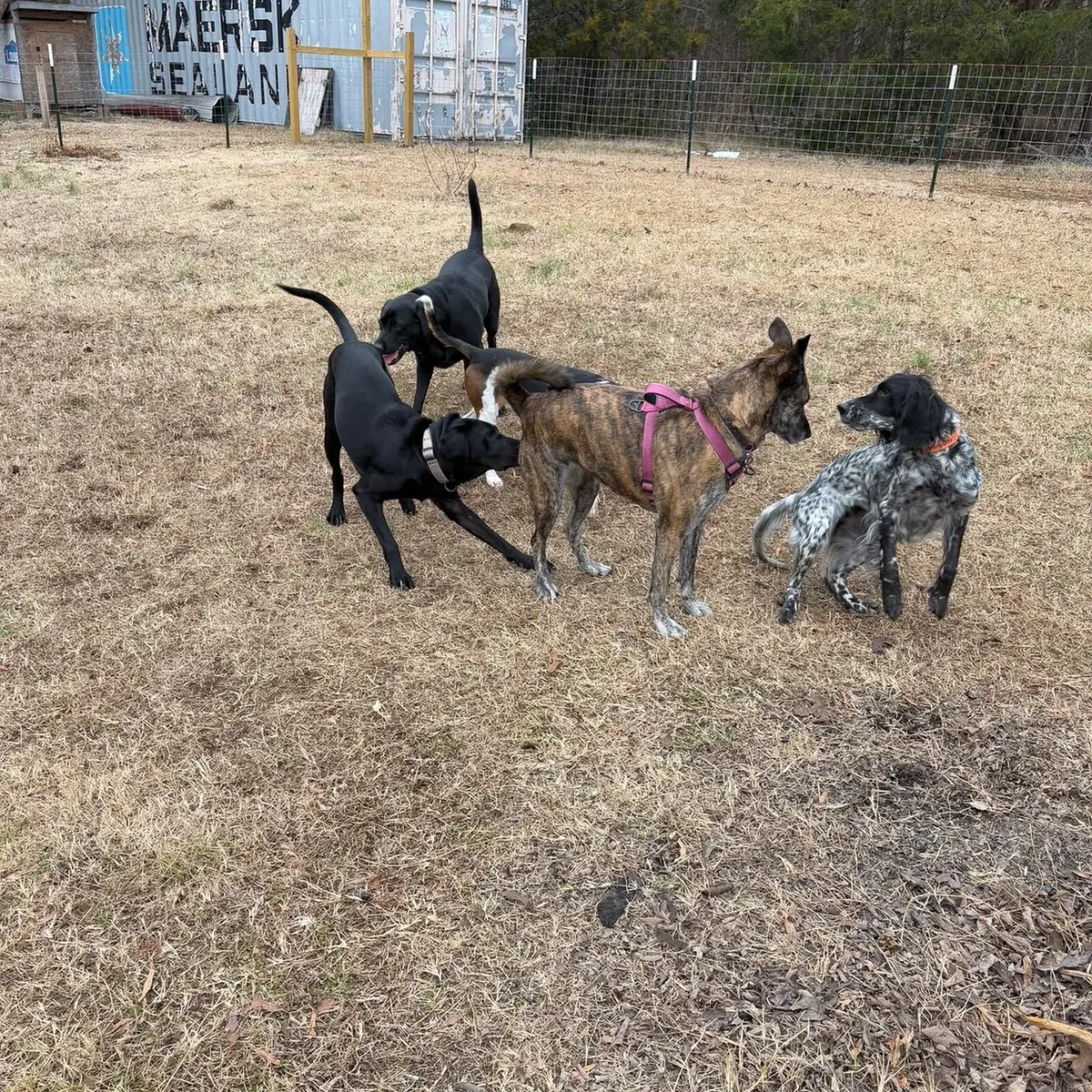 Several dogs playing on mulch in a fenced yard
