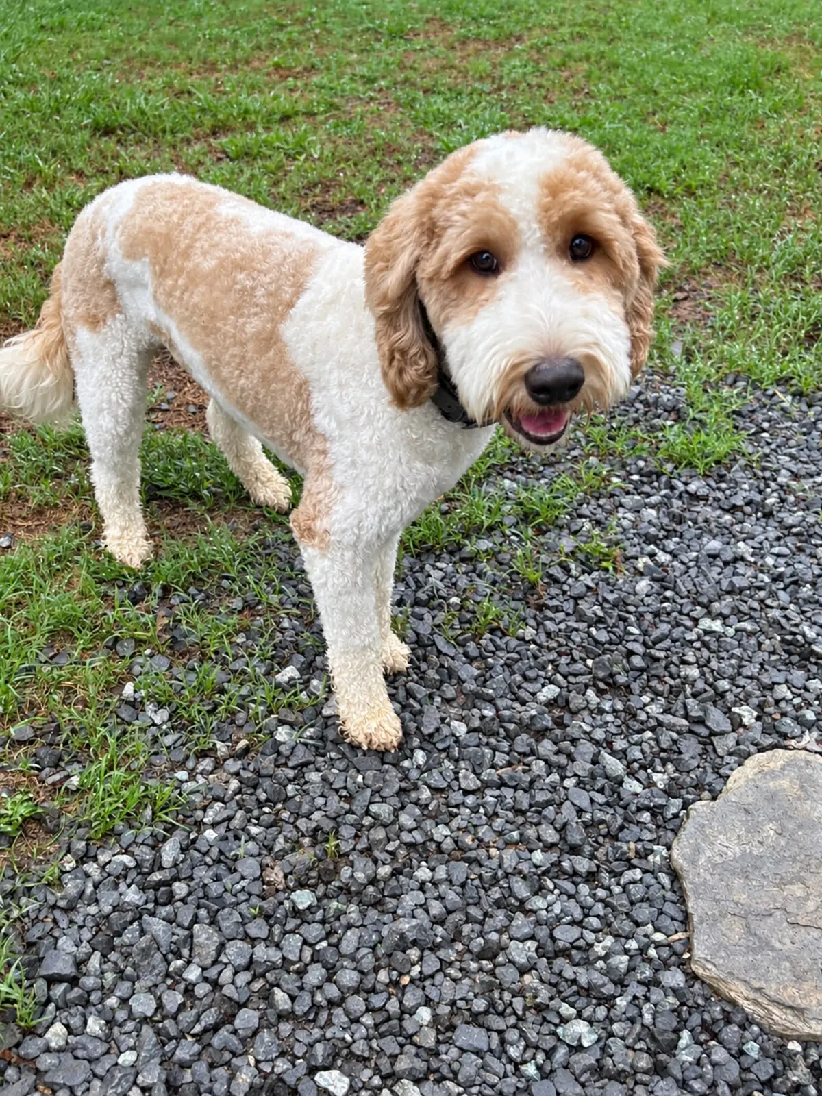 Goldendoodle standing in the outdoor play yard