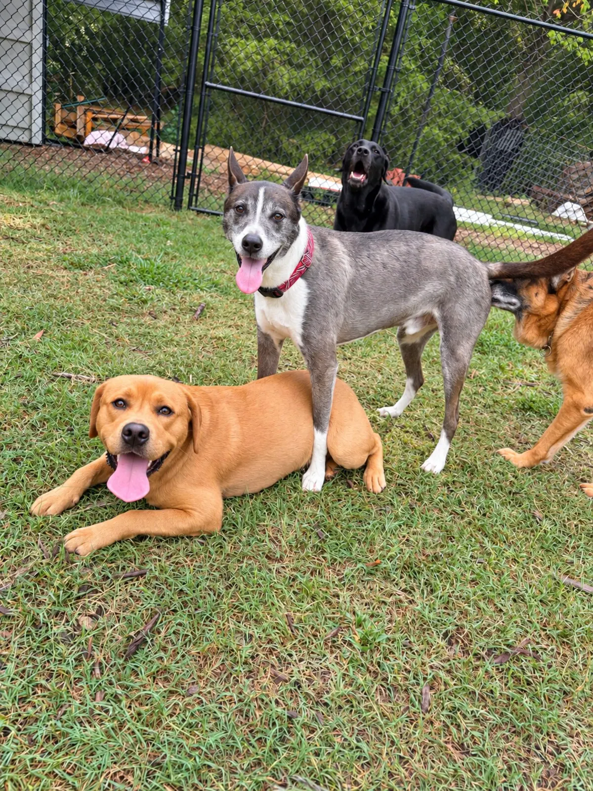 Several dogs gathered on grass in the fenced play yard