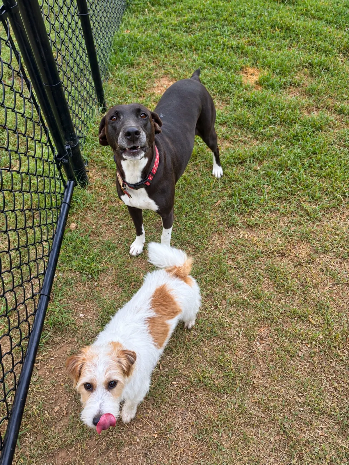 Dark dog and small white dog walking through a grassy play yard