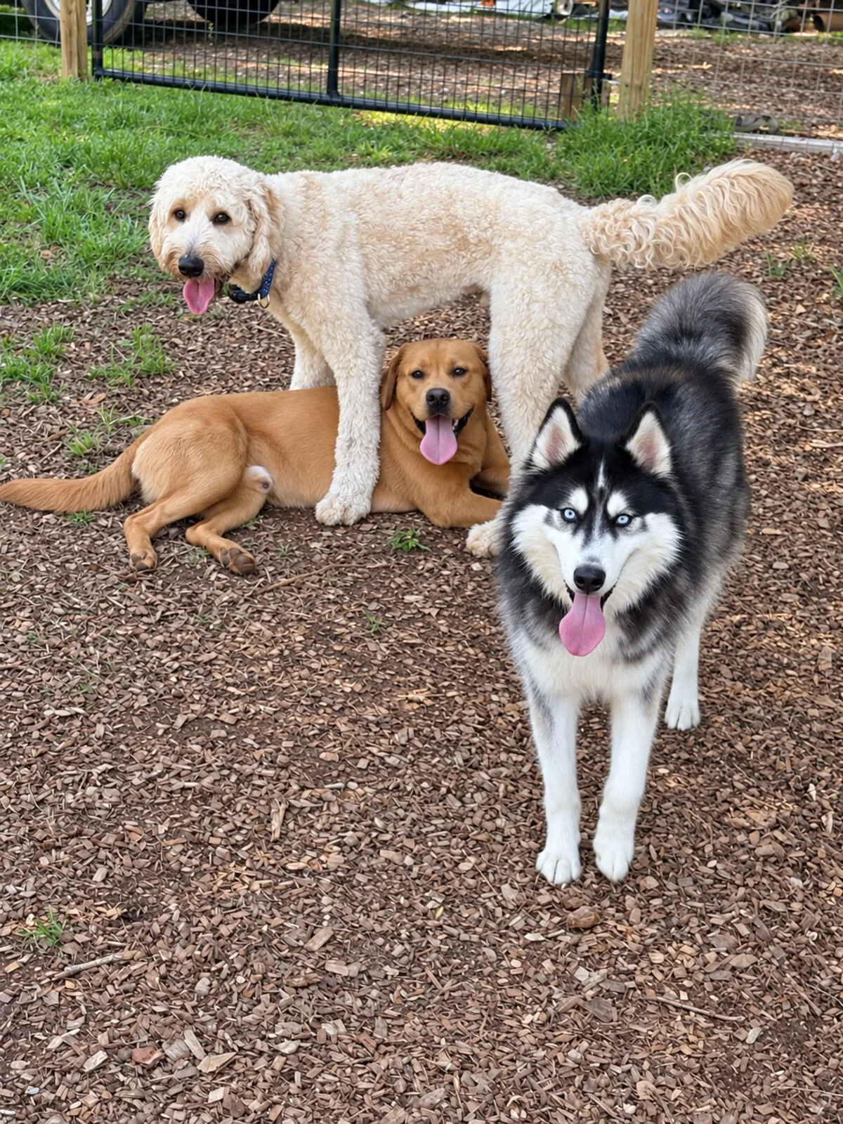 Three dogs together in the fenced outdoor play yard