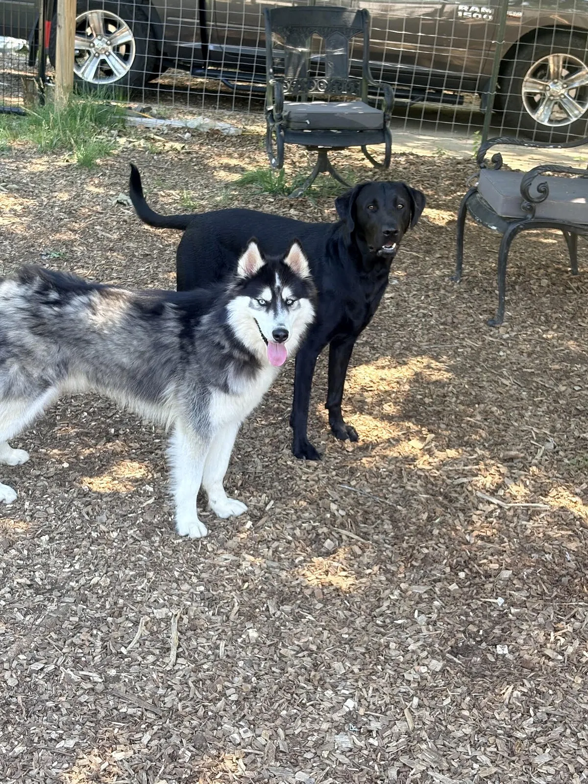 Husky and black dog standing together in a fenced outdoor yard