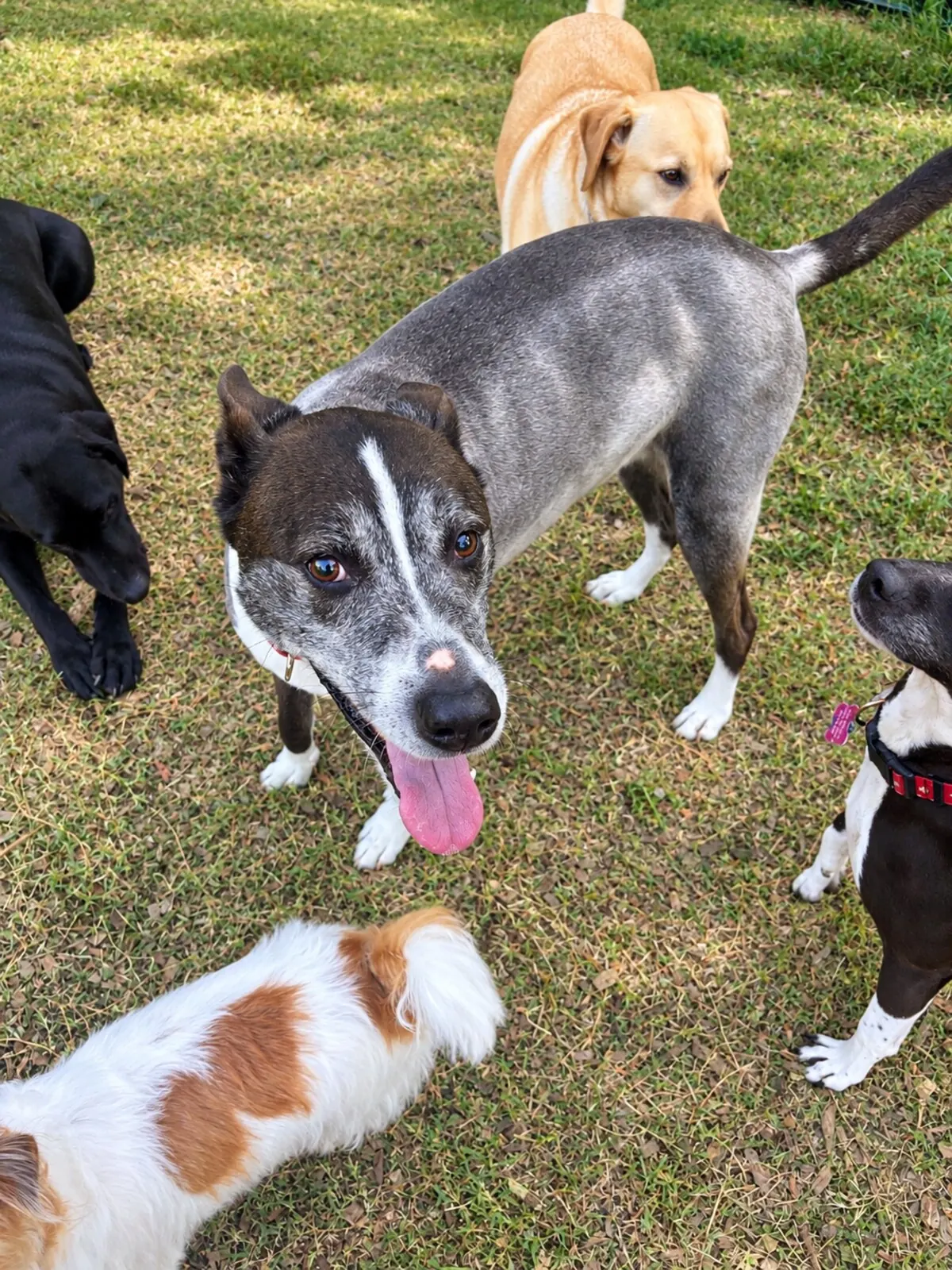 Group of dogs gathered in the outdoor play yard