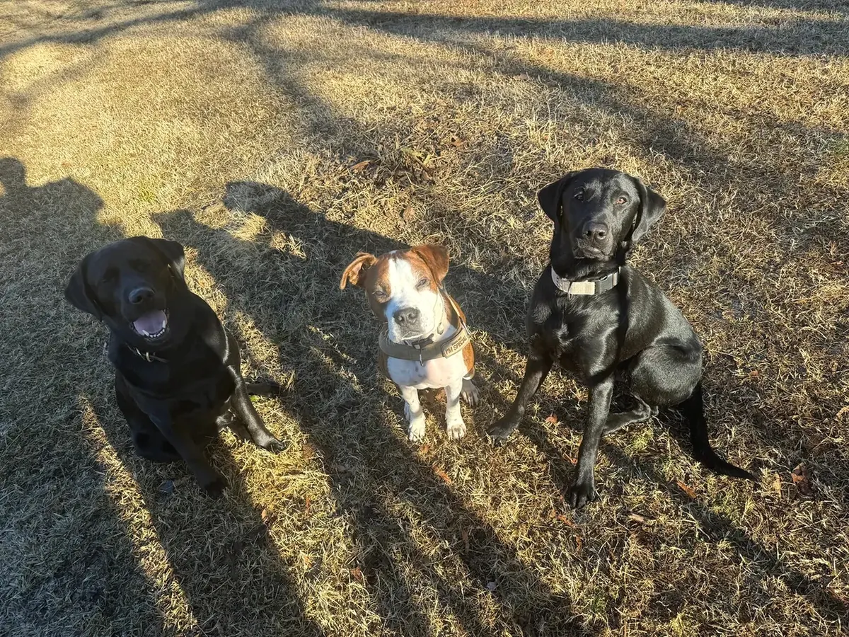 Three dogs sitting together in a sunlit grassy play yard