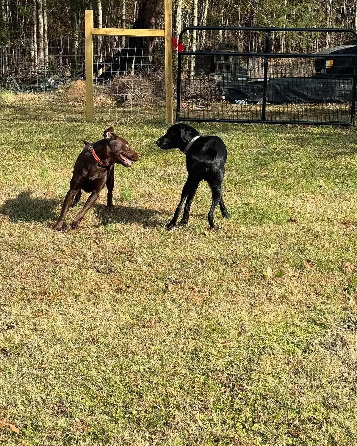 Two dogs running together in a fenced grassy play yard