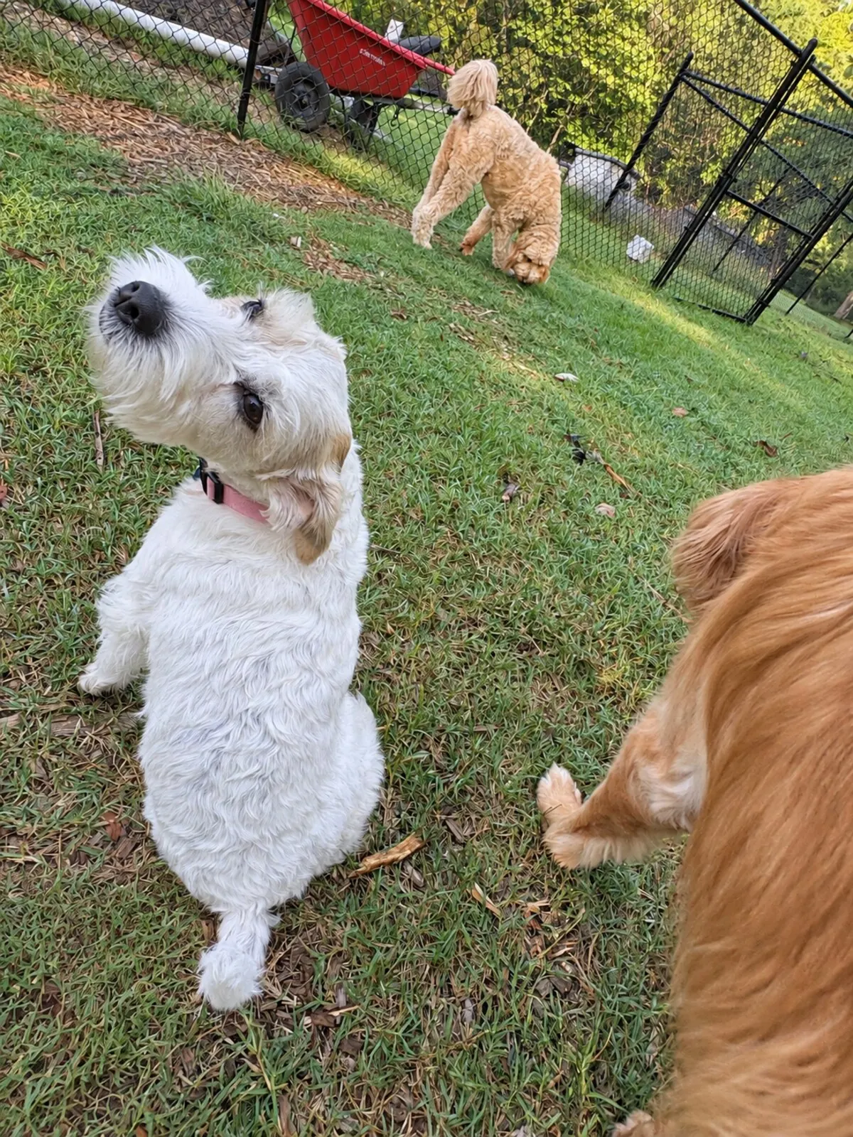 Small white dog standing on its hind legs in the play yard