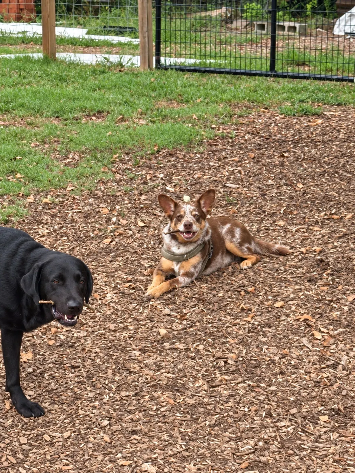 Several dogs together in a fenced yard with mulch and grass