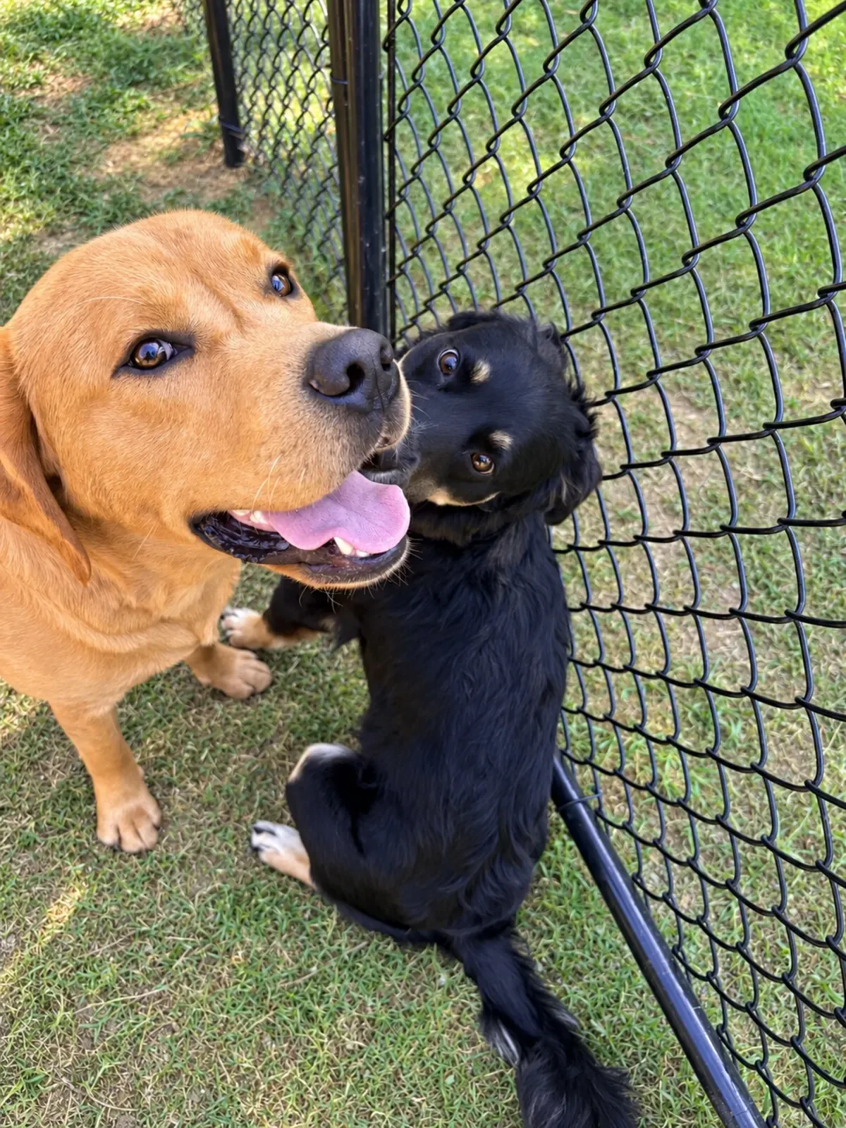 A tan dog and a smaller black dog looking up together in the fenced yard